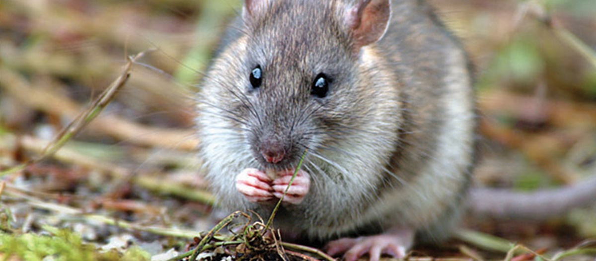 Brown Rat petswatch Brown Rat petswatch
